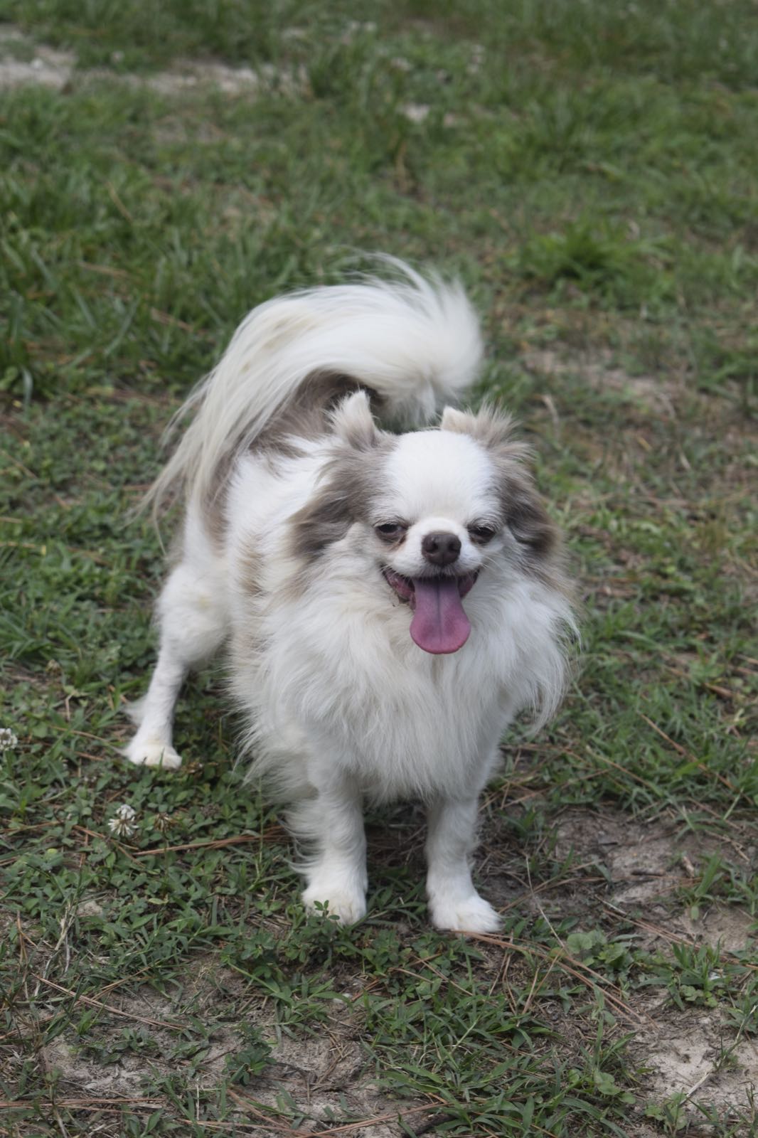 Vis Aurum Illarion AKA Goscha, a Russian Lilac & White at Charlotte's Web of Chihuahuas