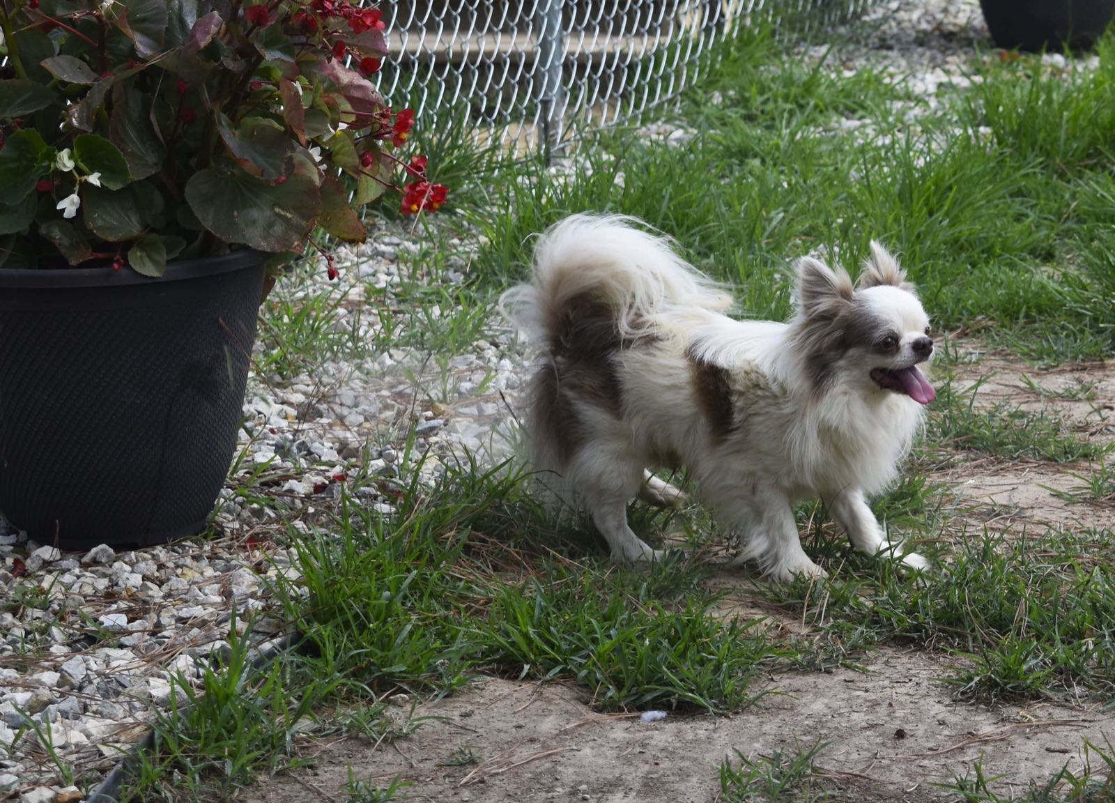 Vis Aurum Illarion AKA Goscha, a Russian Lilac & White at Charlotte's Web of Chihuahuas