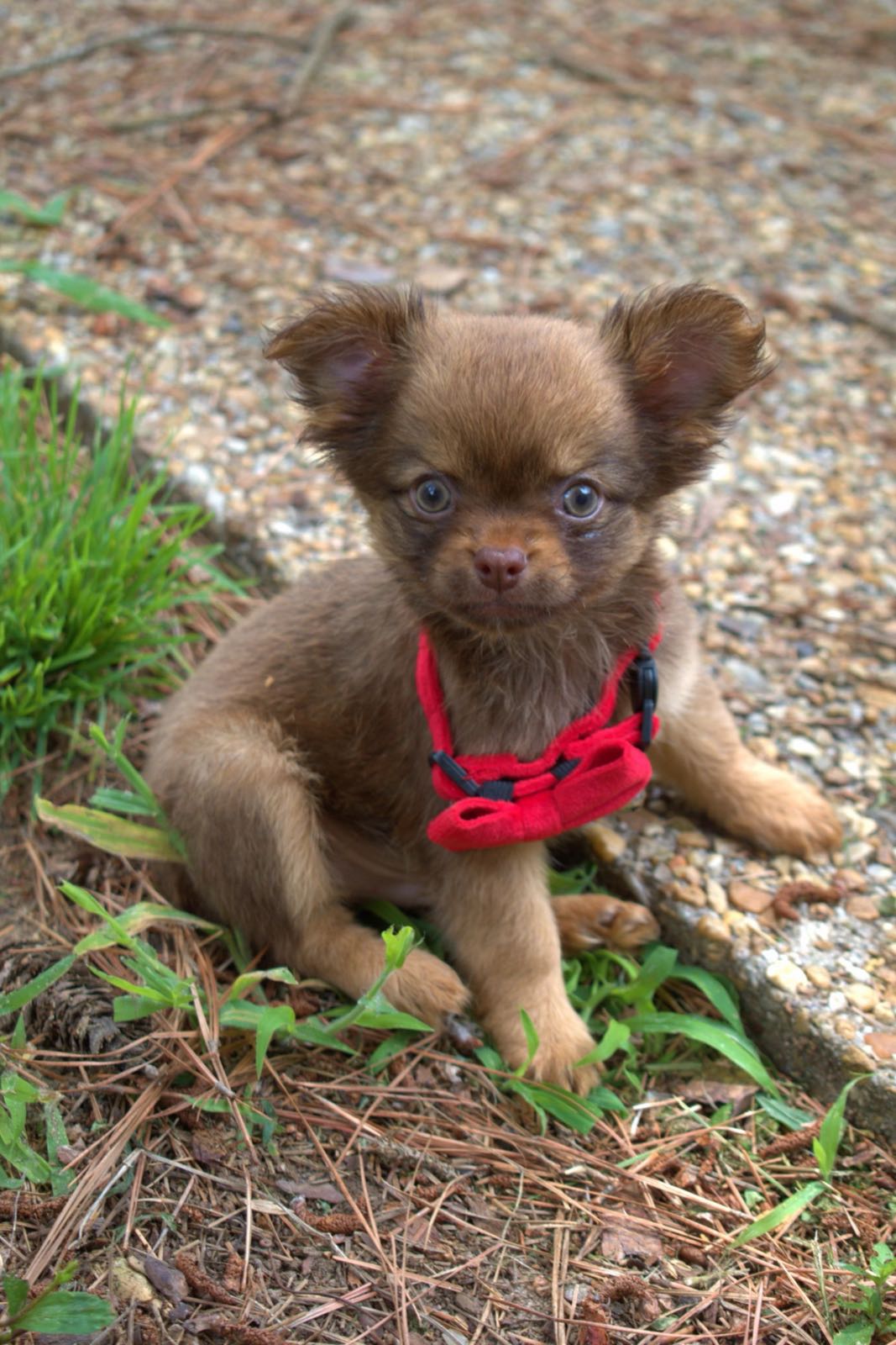 Chihuahua at Charlotte's Web
