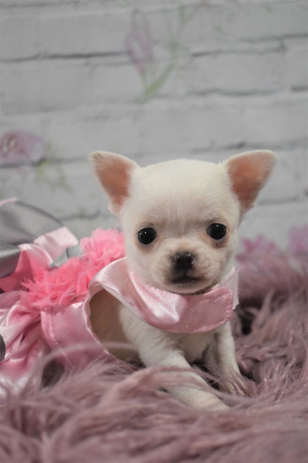 Chihuahua at Charlotte's Web