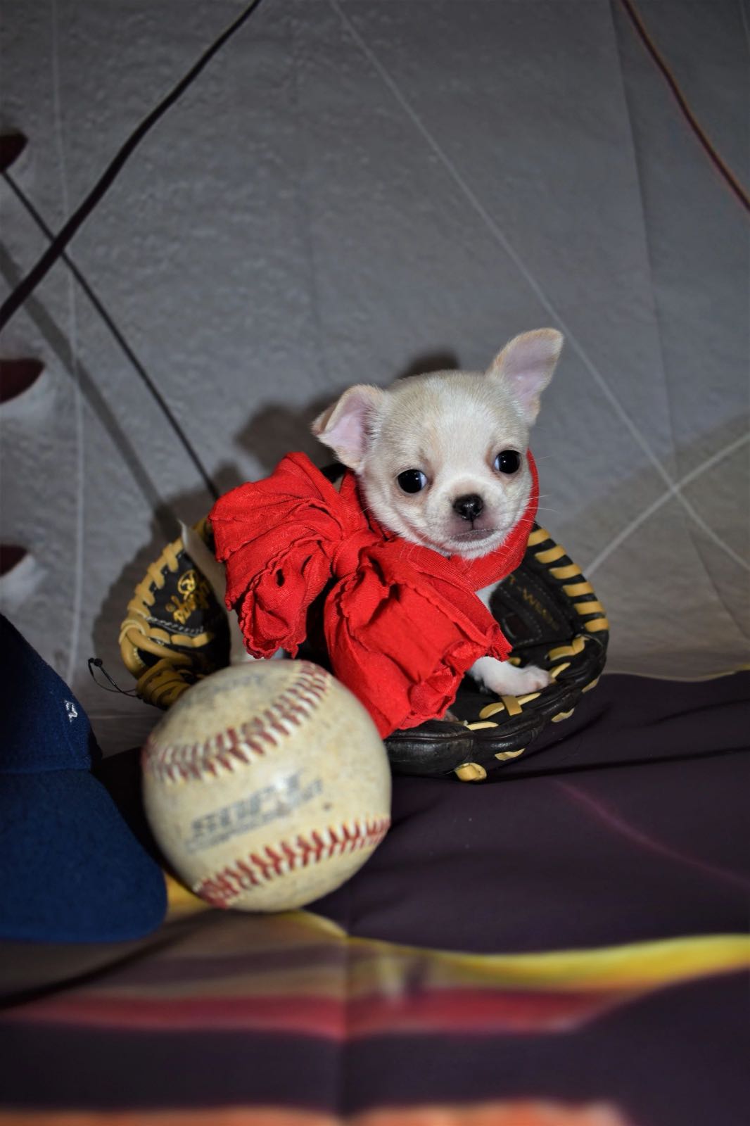 Around the farm at Charlotte's Web of Chihuahuas