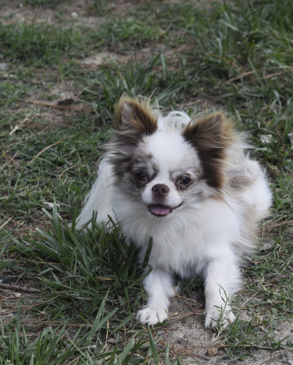 Charlotte's Web's Sleek Ferrari's Trail of Envy, a Lilac Merle at Charlotte's Web of Chihuahuas