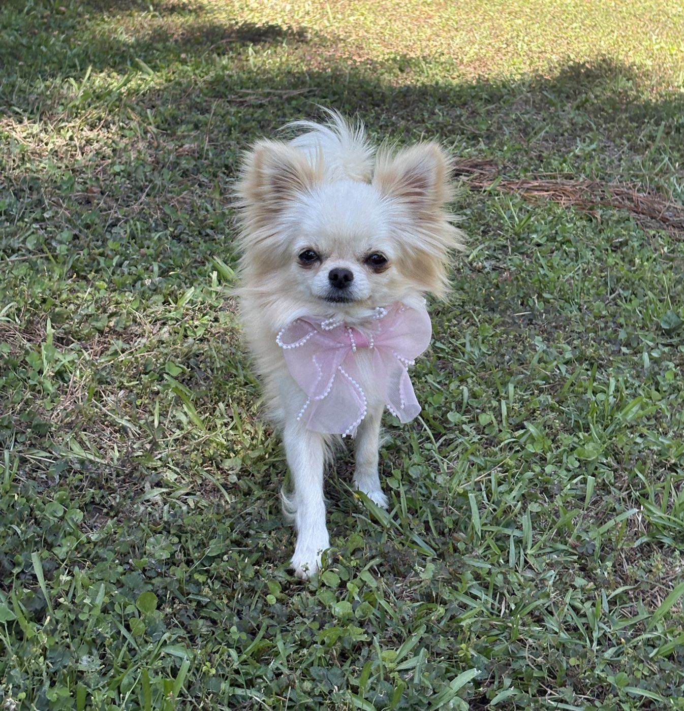Charlotte's Web's Elsa The Ice Queen of Arendale, a Cream Long Coat at Charlotte's Web of Chihuahuas