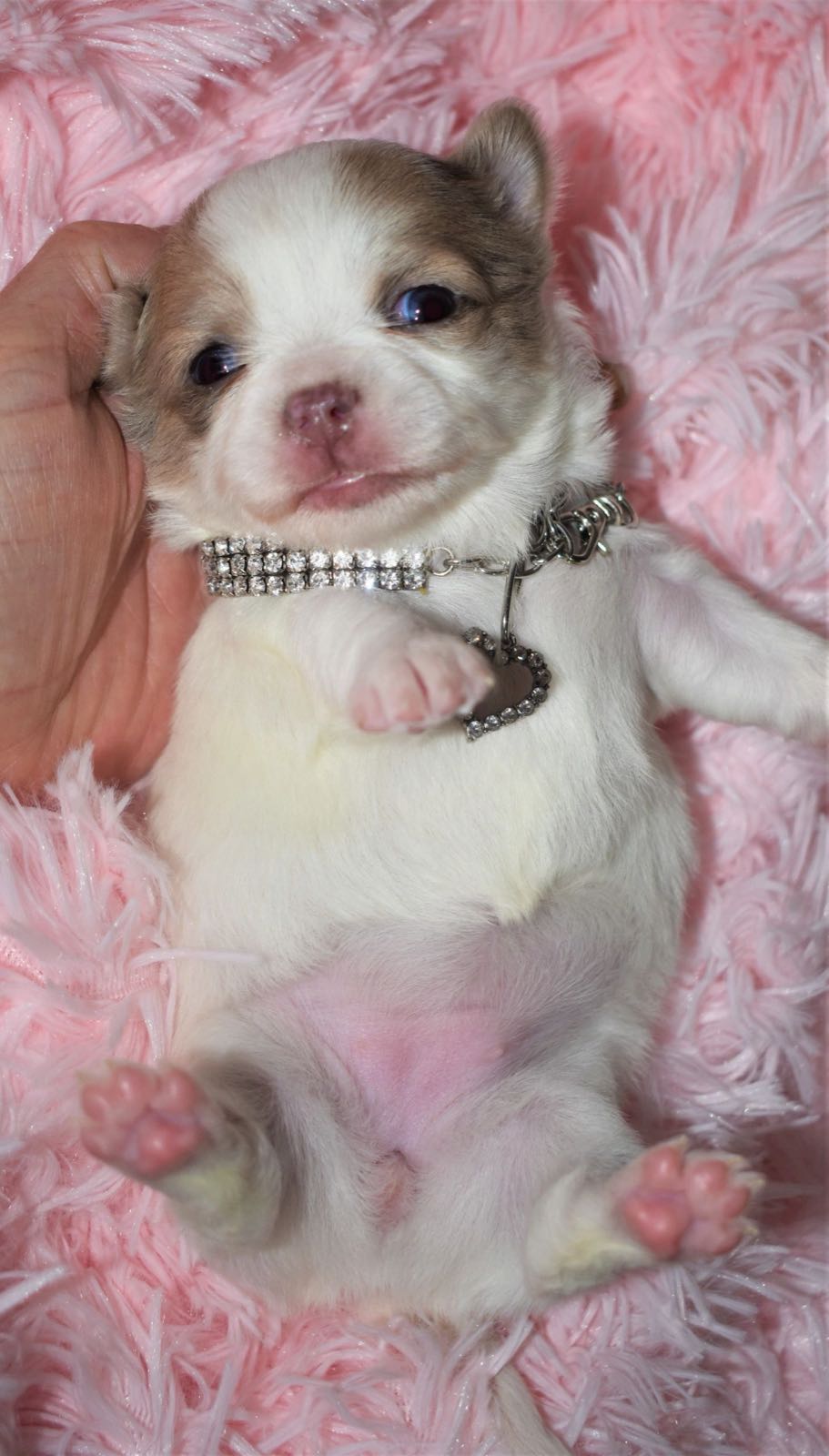 Around the farm at Charlotte's Web of Chihuahuas