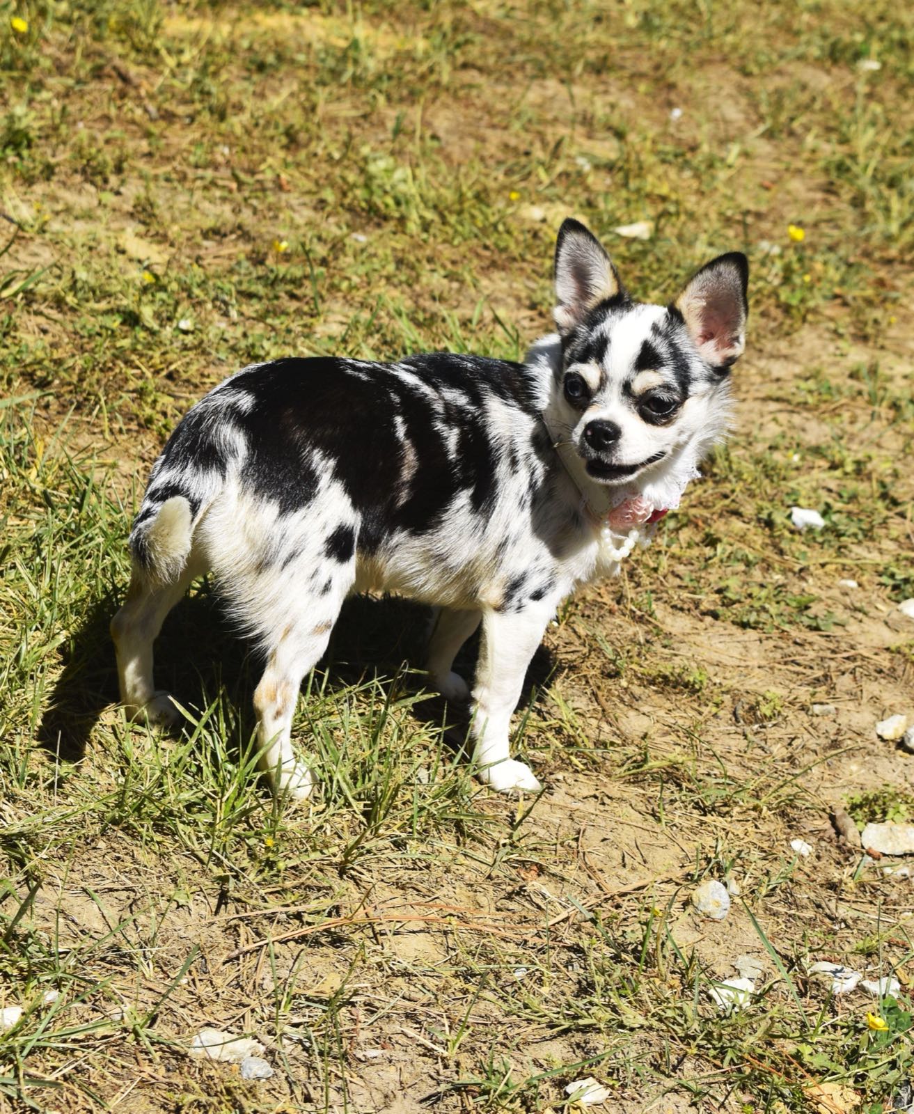 Charlotte's Web's Boujee' In My Denim, a Black Merle at Charlotte's Web of Chihuahuas