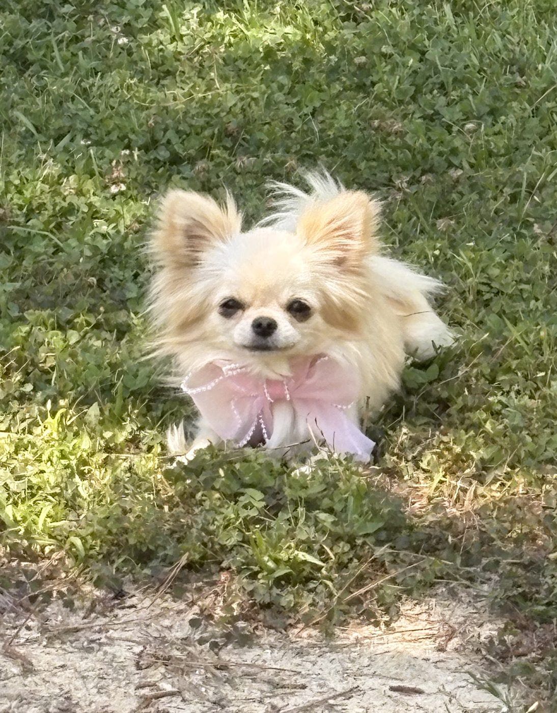Charlotte's Web's Elsa The Ice Queen of Arendale, a Cream Long Coat at Charlotte's Web of Chihuahuas