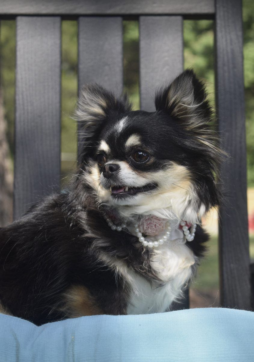 Charlotte's Web's Mad Hatter of Memories, a Black & Tan Long Coat at Charlotte's Web of Chihuahuas