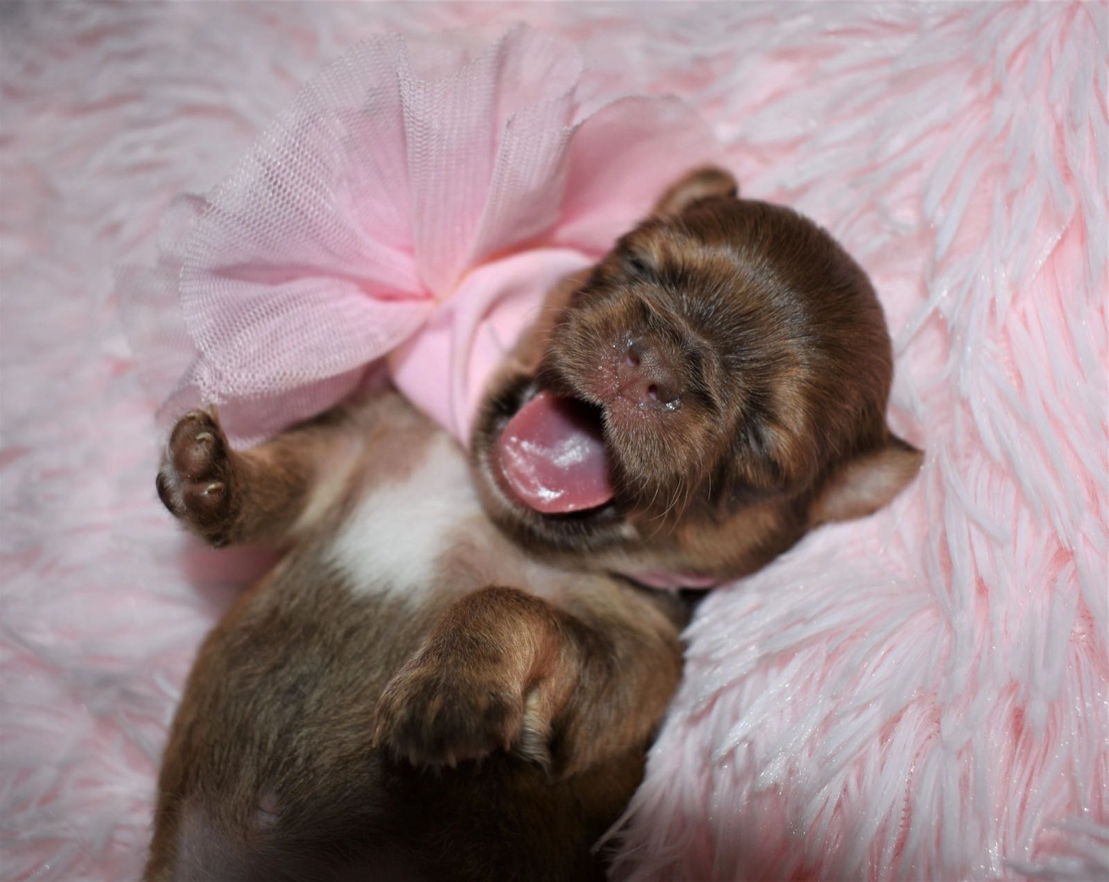 Past Charlotte's Web Chihuahua puppy