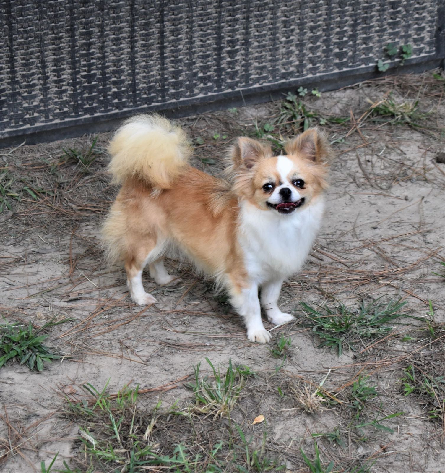 Marquis Court's Admired Sema, a Fawn Sable at Charlotte's Web of Chihuahuas