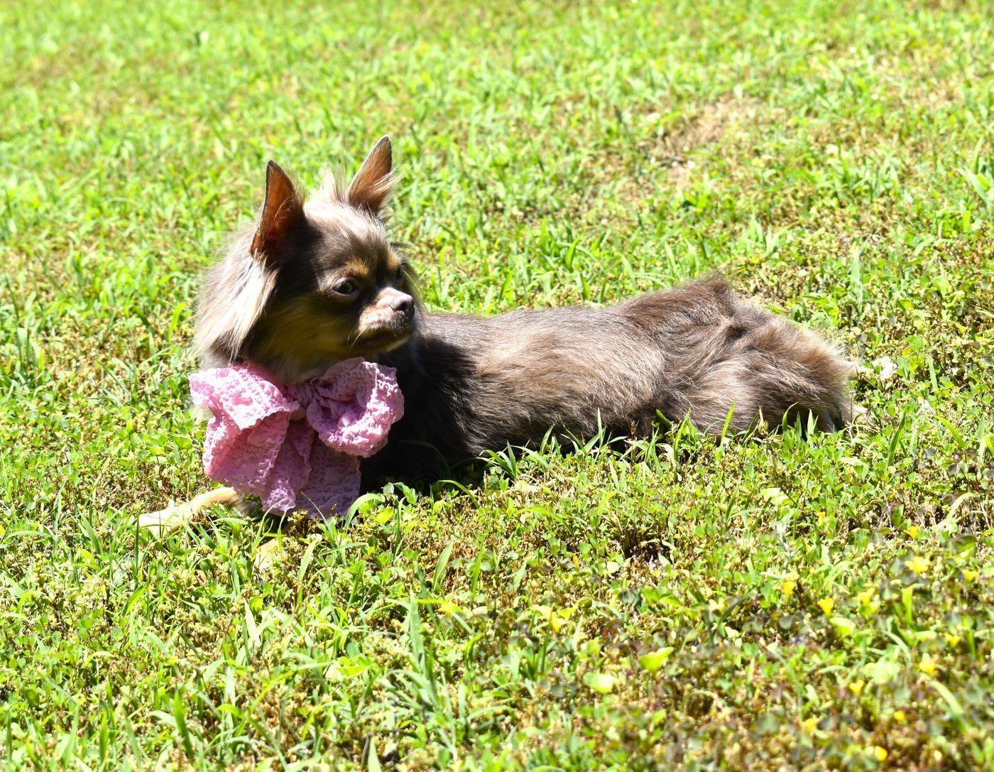 Charlotte's Web's Singing The Jazzy Blues, a Lilac at Charlotte's Web of Chihuahuas