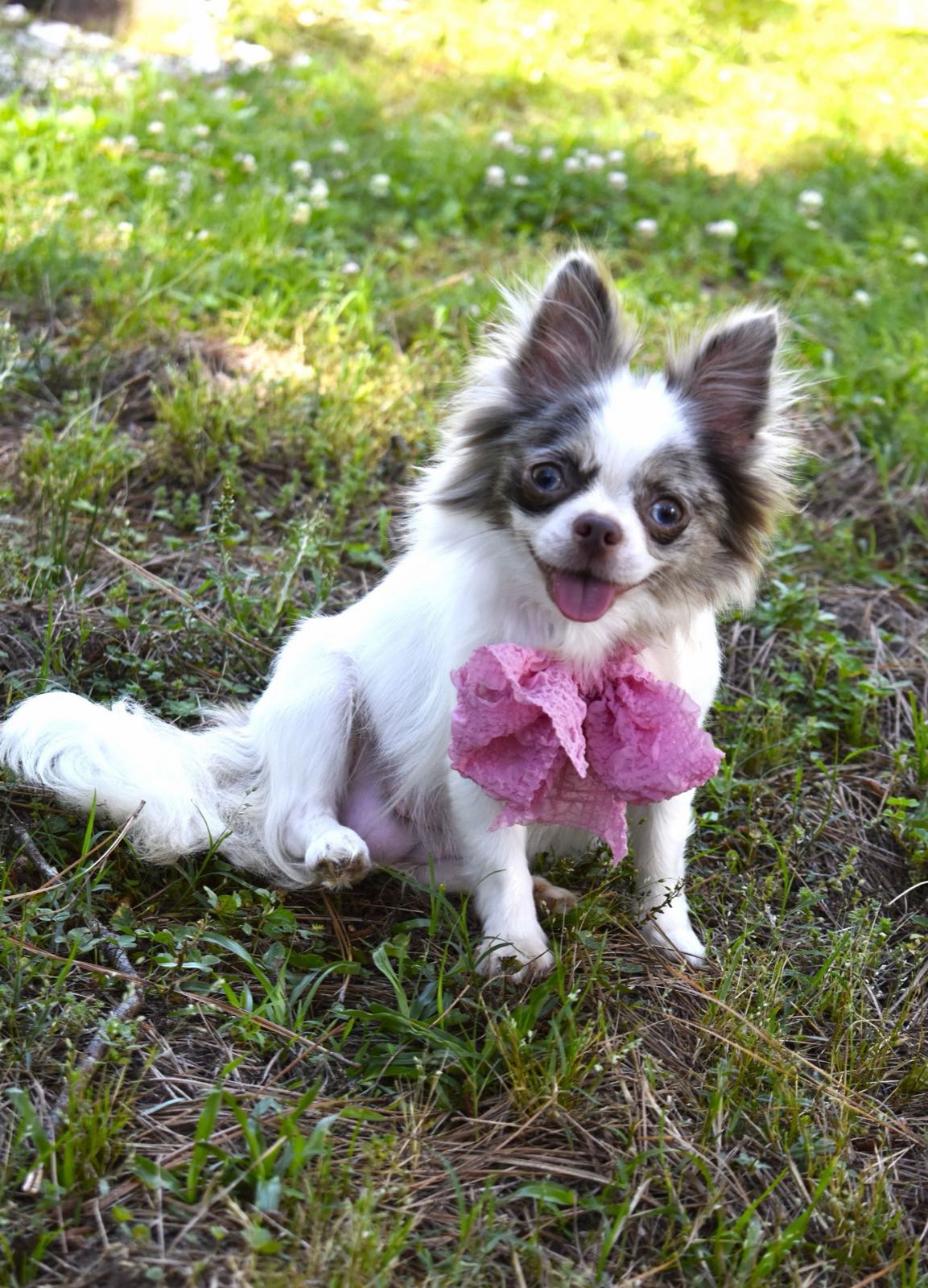 Maisey, a Blue Merle at Charlotte's Web of Chihuahuas
