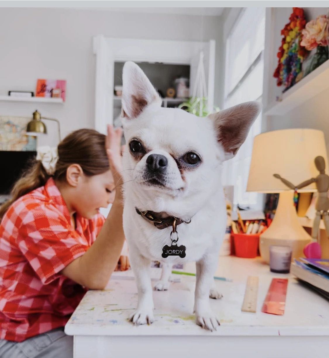 Charlotte's Web Chihuahua in their new home