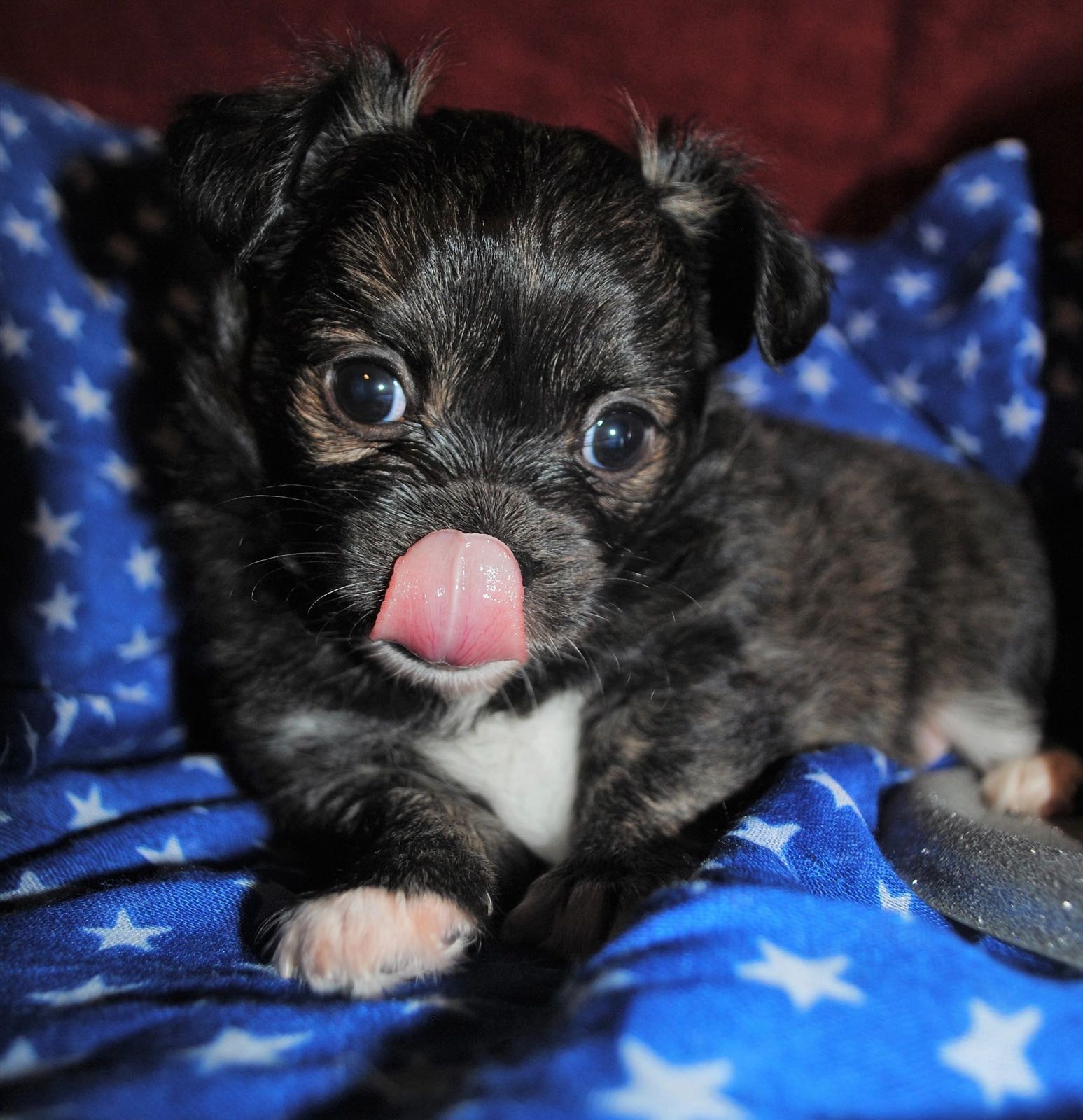 Past Charlotte's Web Chihuahua puppy