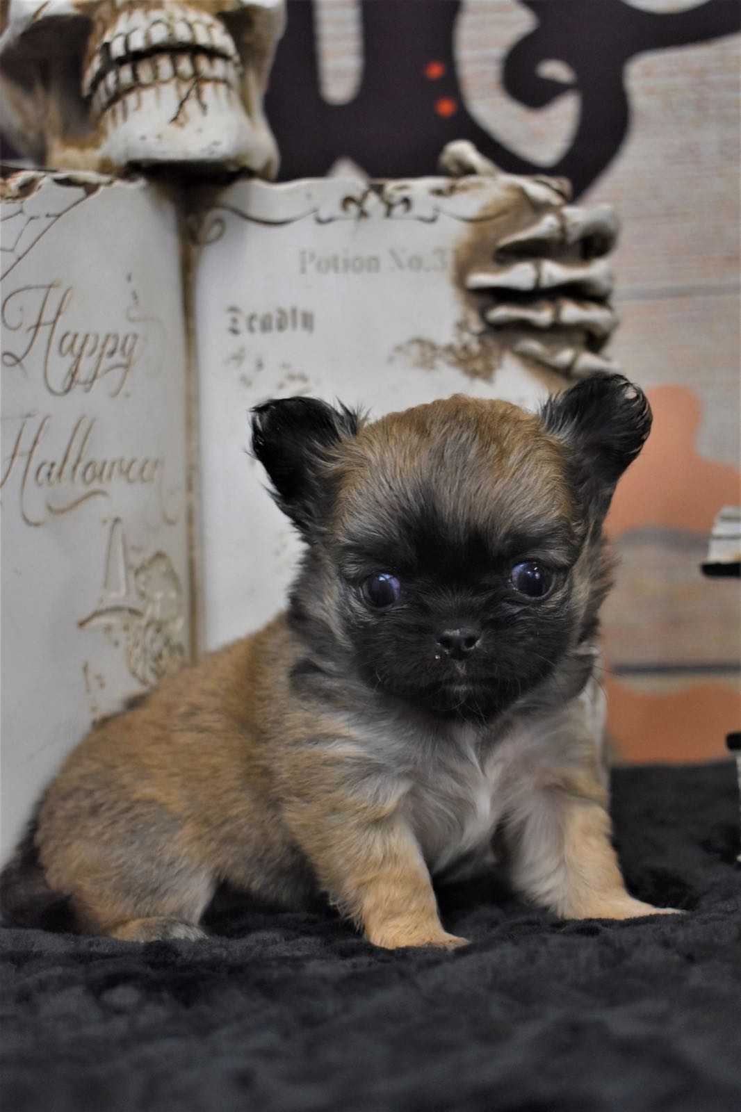 Around the farm at Charlotte's Web of Chihuahuas