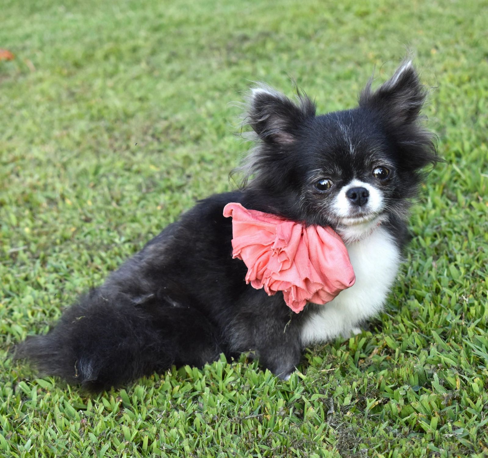 GiGi, a Chihuahua at Charlotte's Web of Chihuahuas