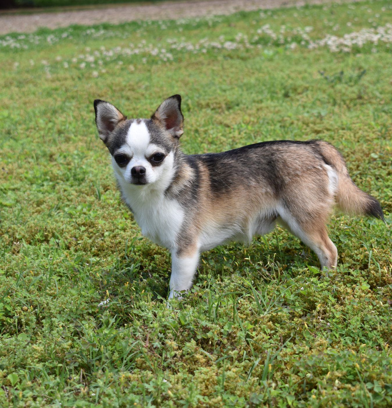 Charlotte's Web's Debonair Diego's Disquise, a Smooth Coat Wolf Sable at Charlotte's Web of Chihuahuas