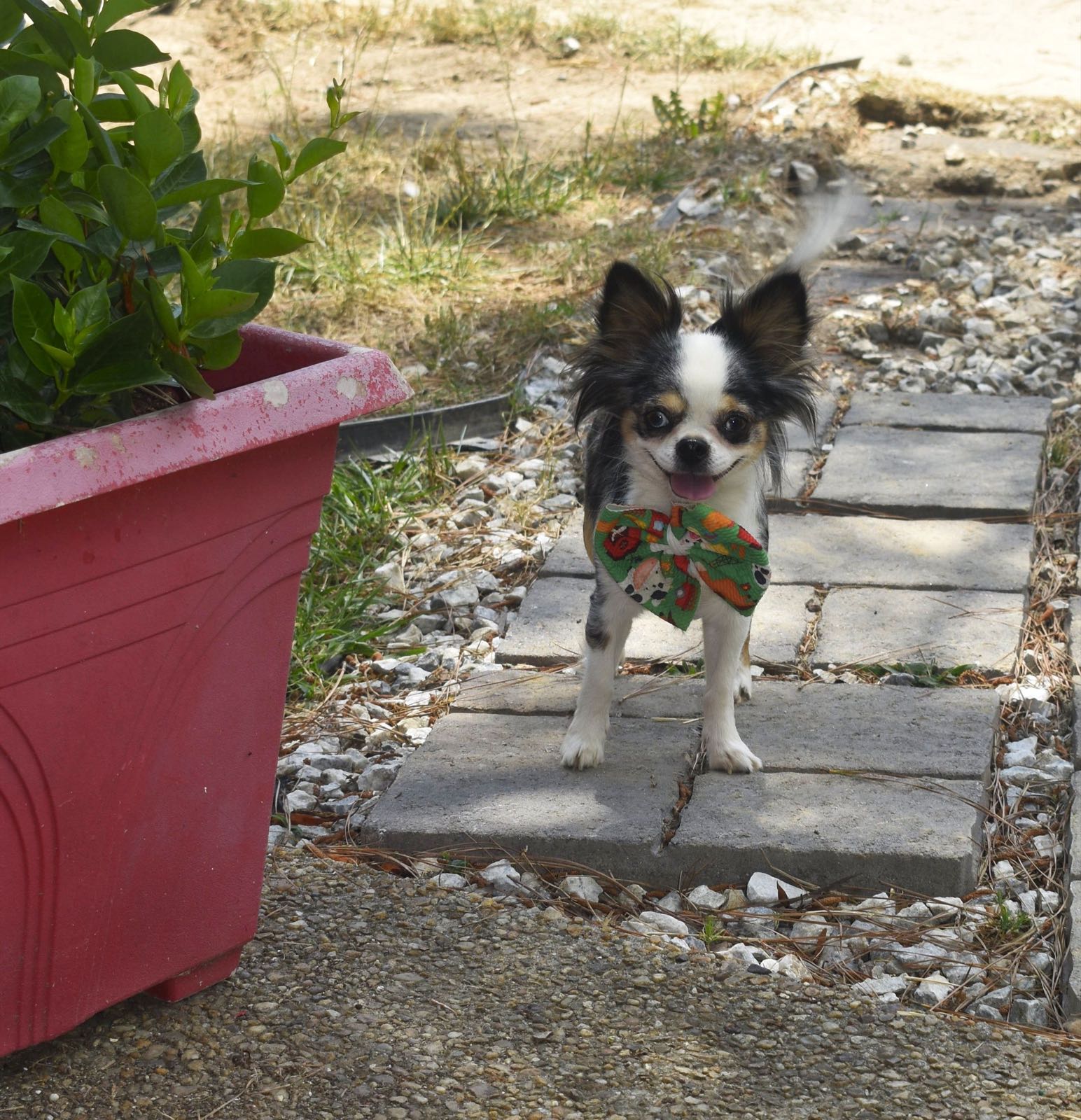 Charlotte's Web's Mystic Mountain, a Black Merle at Charlotte's Web of Chihuahuas