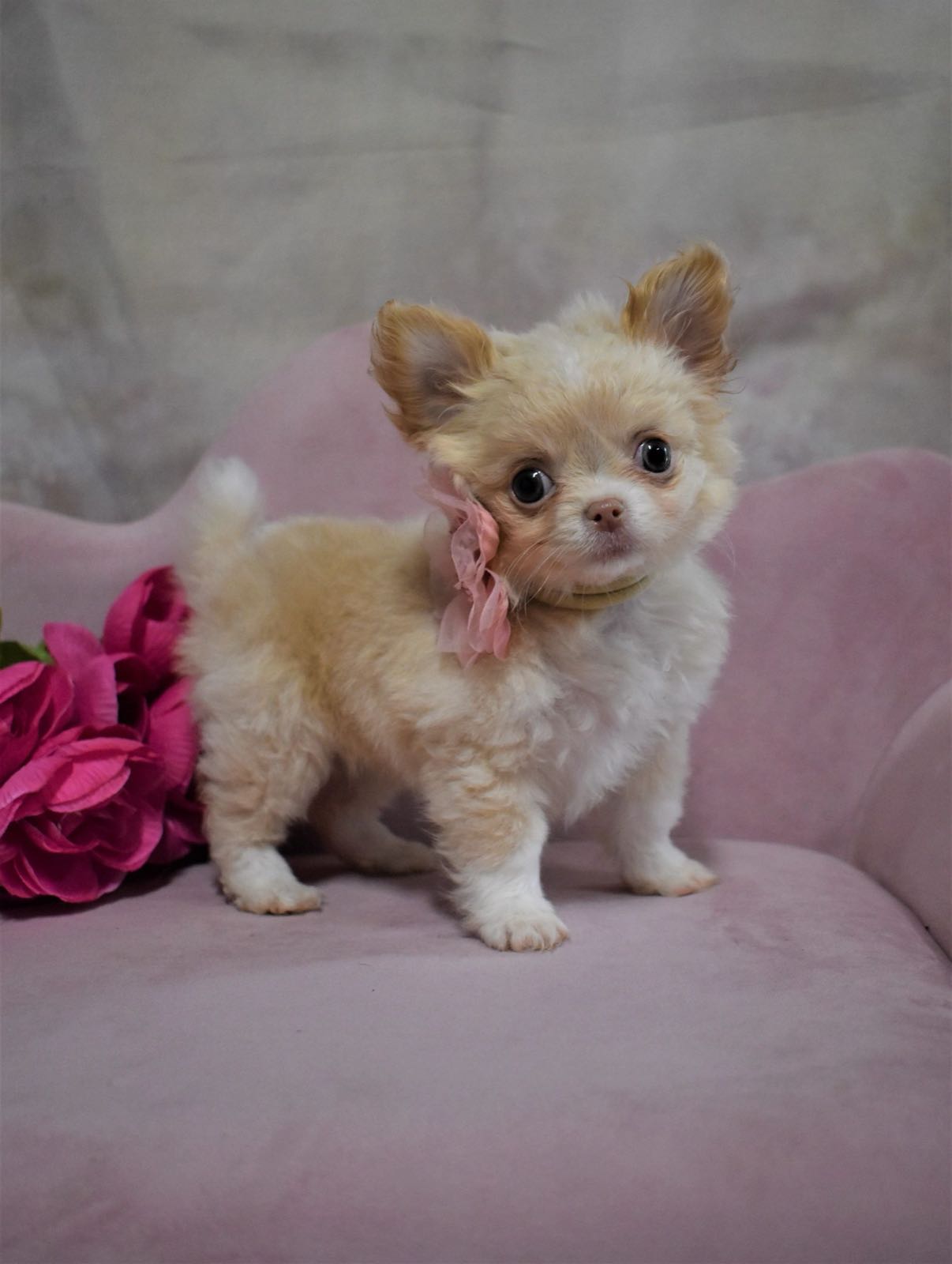 Past Charlotte's Web Chihuahua puppy