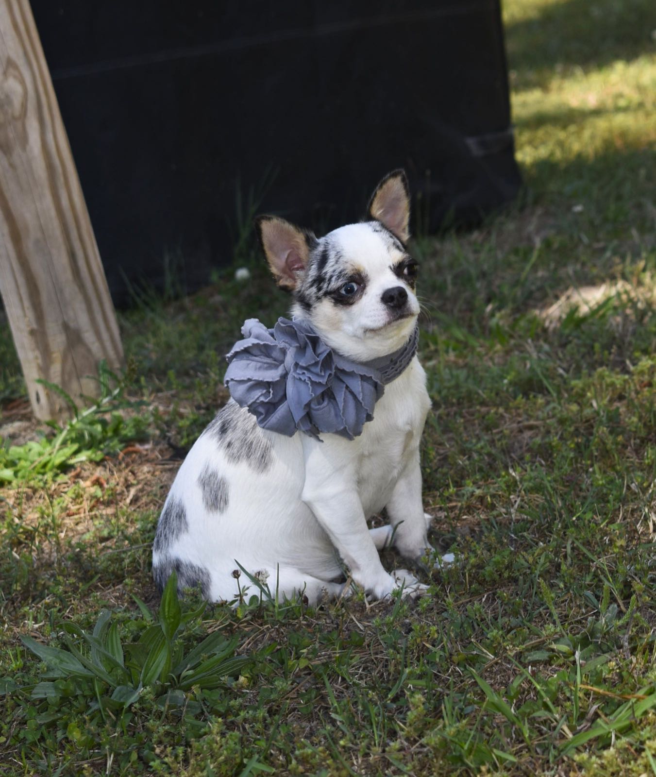 Lil' Treasures Truly A Dream Come True, a Blue Merle at Charlotte's Web of Chihuahuas