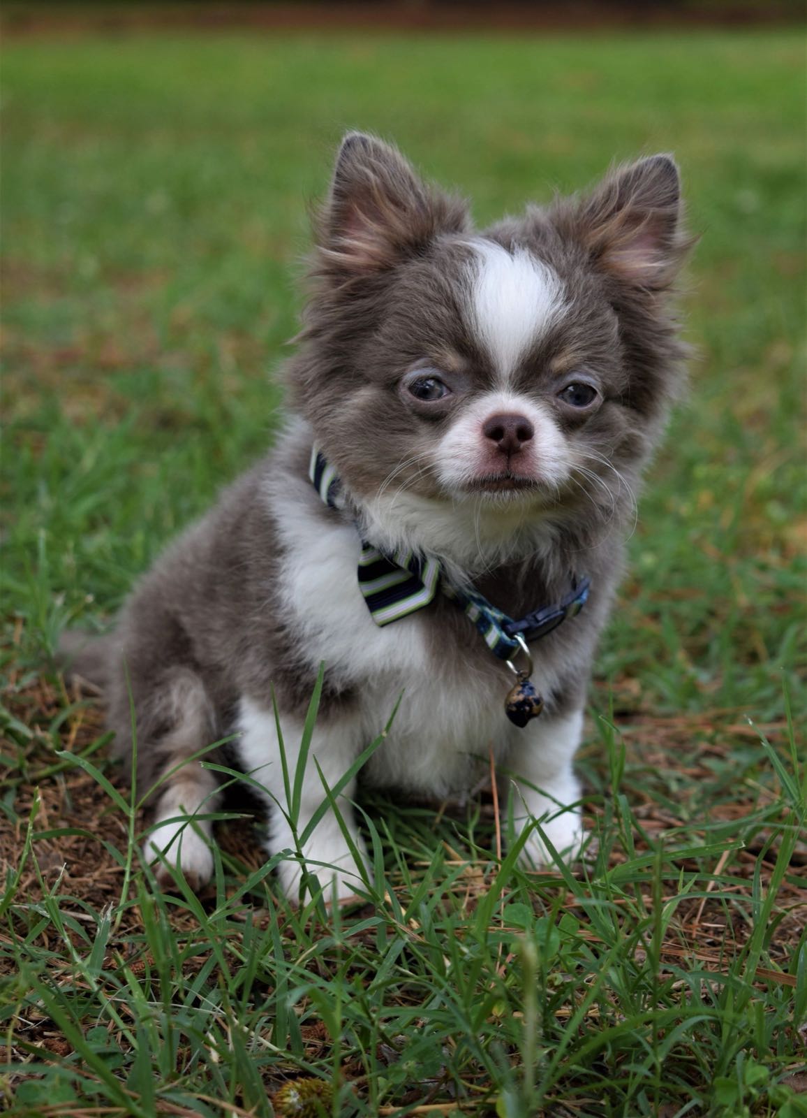 Chihuahua at Charlotte's Web