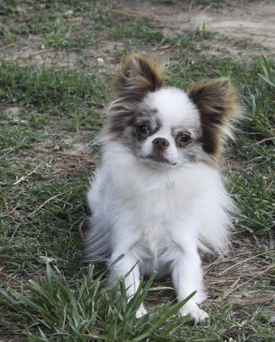 Charlotte's Web's Sleek Ferrari's Trail of Envy, a Lilac Merle at Charlotte's Web of Chihuahuas