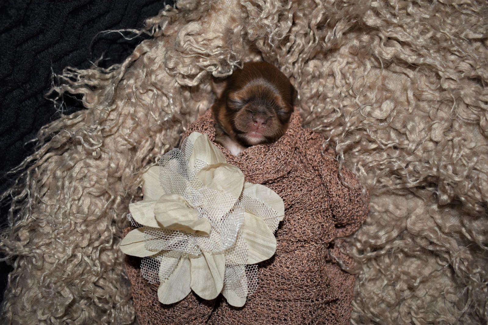 Past Charlotte's Web Chihuahua puppy