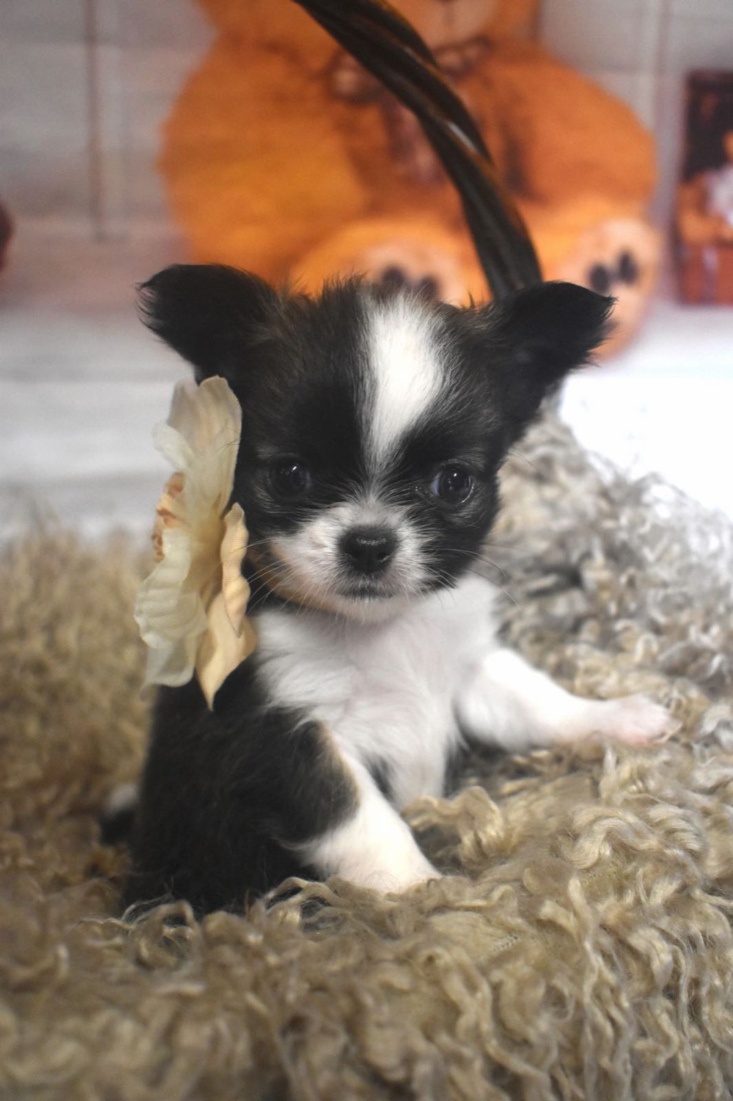 Past Charlotte's Web Chihuahua puppy
