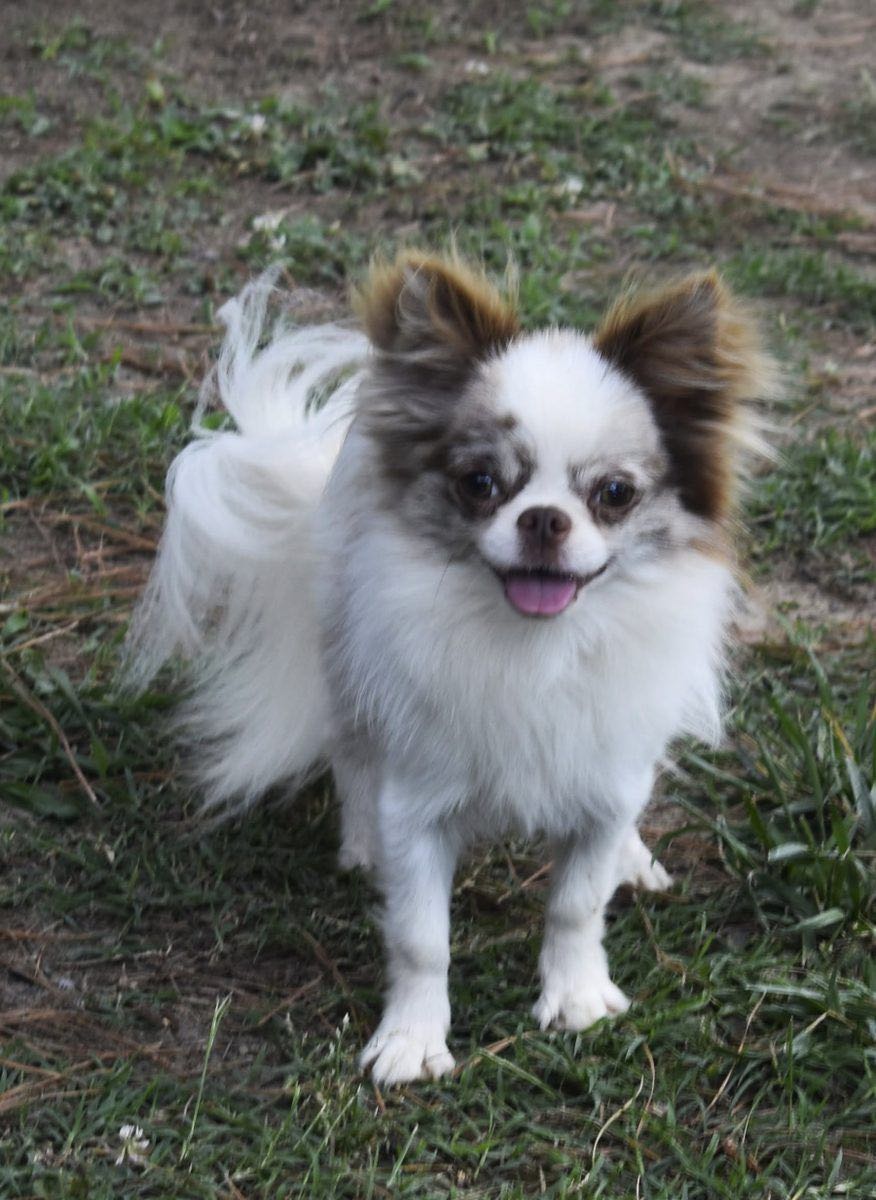 Charlotte's Web's Sleek Ferrari's Trail of Envy, a Lilac Merle at Charlotte's Web of Chihuahuas