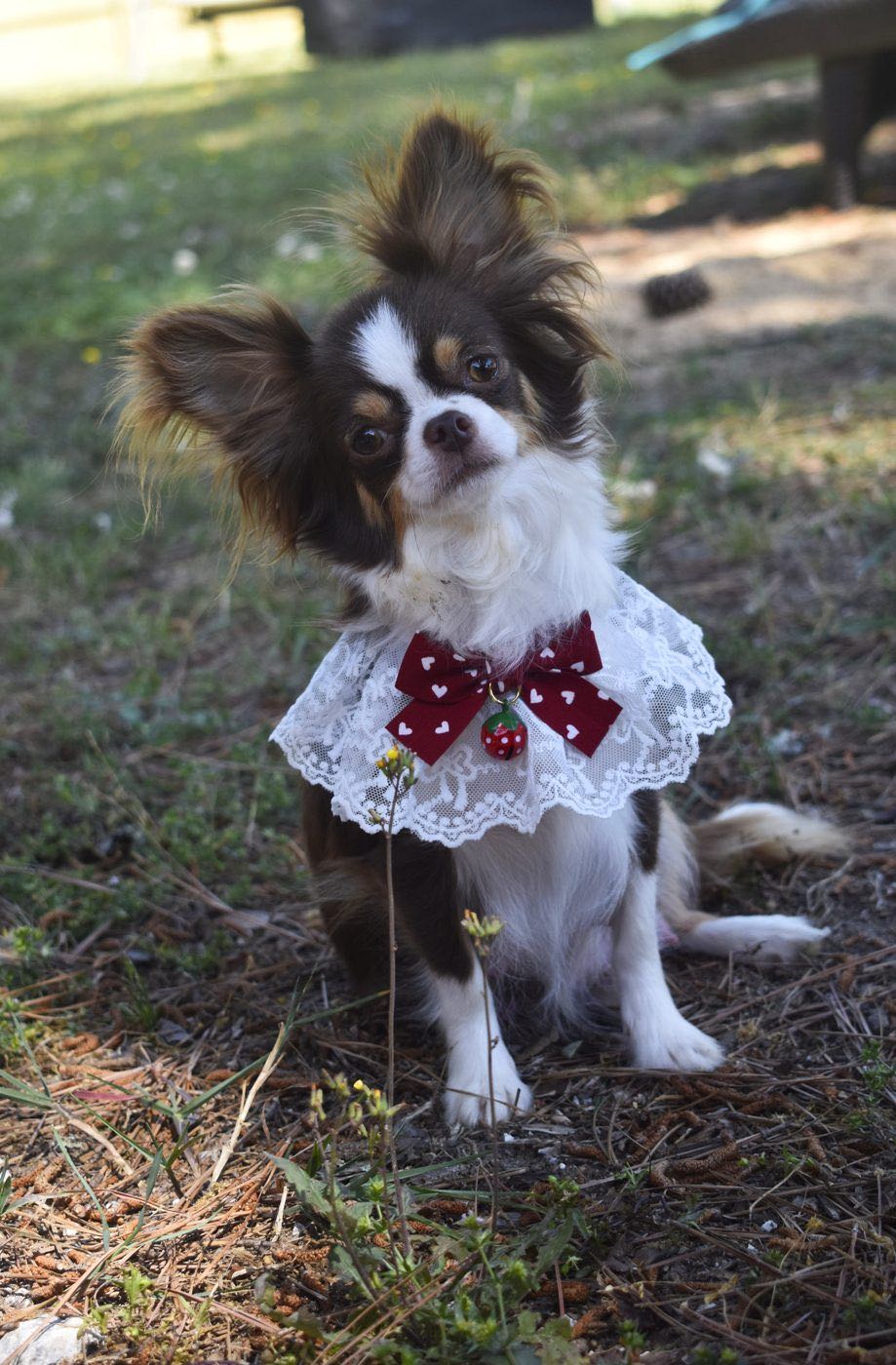 Charlotte's Web's Chanels Lil' Black Dress, a Chocolate Tri Long Coat at Charlotte's Web of Chihuahuas